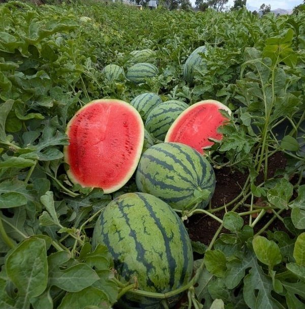 Anguria intera