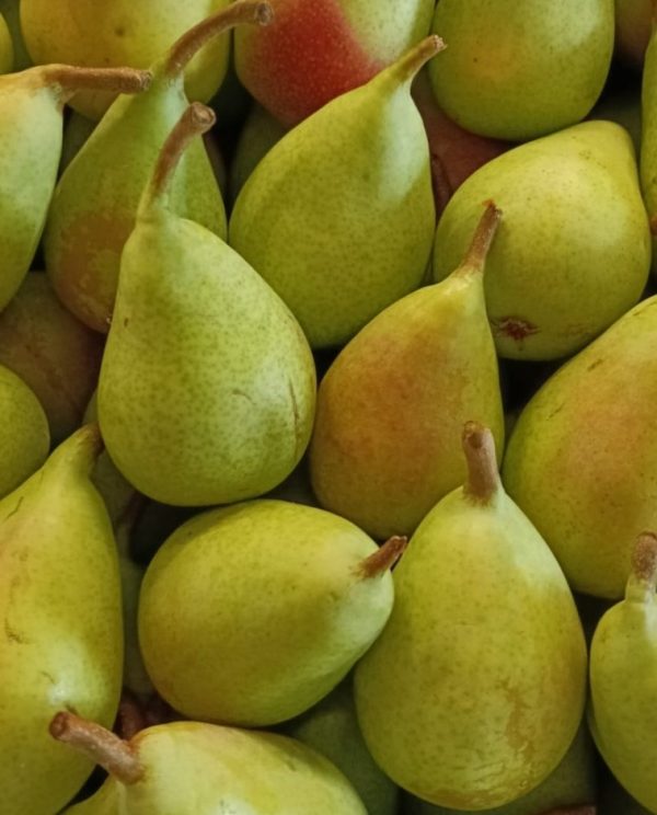 Pere "coscia"