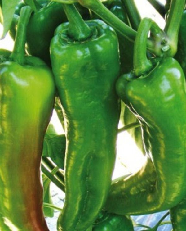 peperoni cornetti
