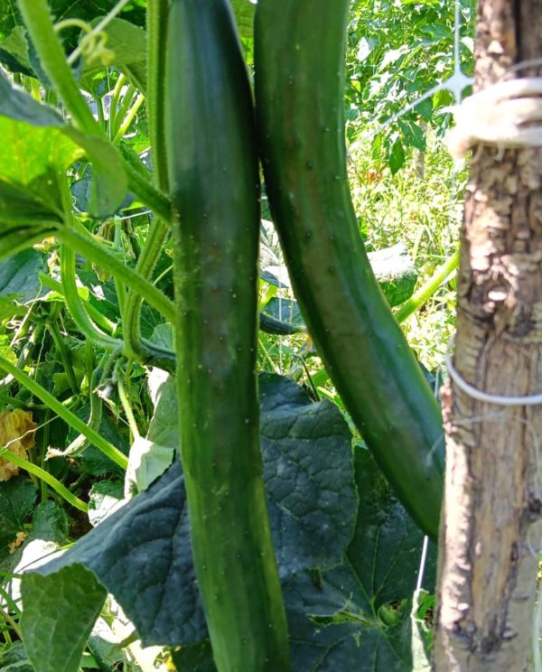 cetrioli