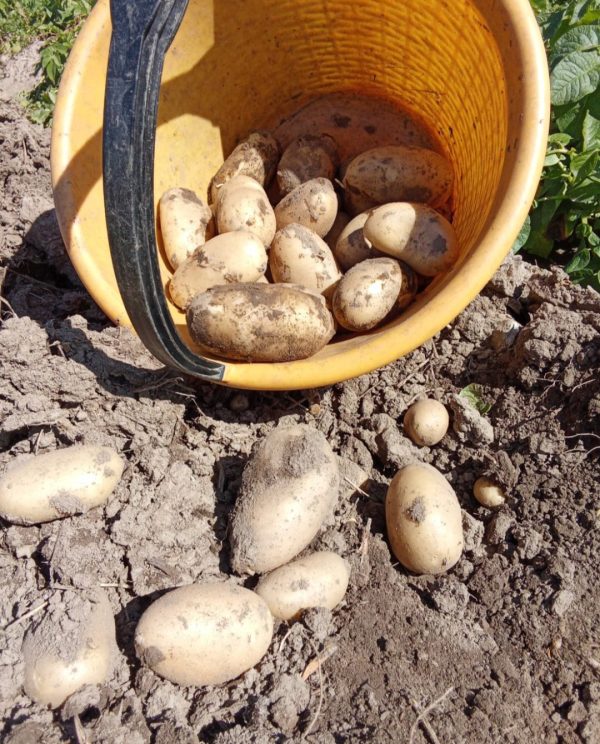 Patate novelle